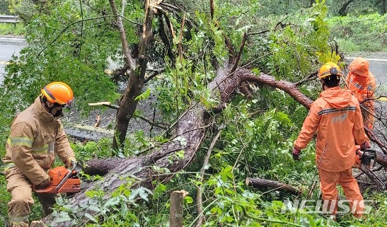제 10호 태풍 '하이선'이 한반도에 근접한 7일 오전 전남 함평군 해보면 한 도로에서 강풍으로 쓰러진 나무를 소방대원들이 제거하고 있다. (사진=전남소방 제공)