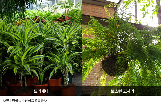 건조한 실내에 천연 가습효과 주는 '반려식물' 어때요