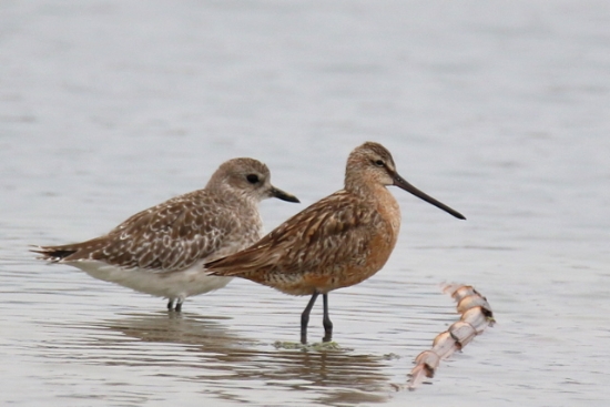 큰부리도요(오른쪽)와 개꿩(왼쪽)/사진=신안군