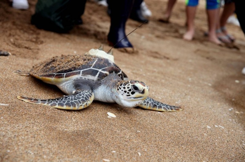 사진 설명 : 한화 아쿠아플라넷 여수와 해수부 관계자가 바다거북을 방류했다