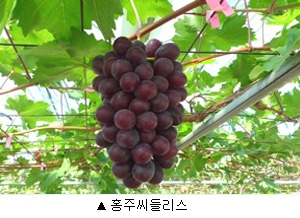 껍질째 먹는 포도 신품종 '홍주씨들리스’, 샤인머스켓 대안 될까