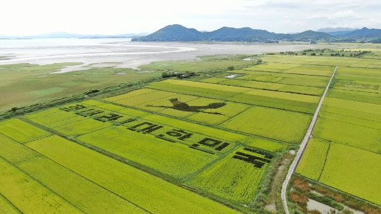 14일 순천만 흑두루미 희망농업단지안에 천연기념물 제228호이자 순천시의 상징새인 ‘흑두루미’와 코로나19 극복 희망 메시지 ‘힘내라 대한민국’이 모습을 드러내 눈길을 끌었다/사진=순천시