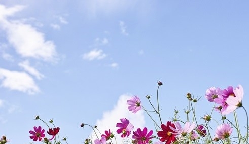 코스모스 피어 있는 가을 하늘이 높아만 보인다.