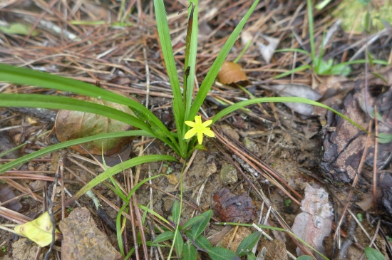 노란별수선/사진=신안군