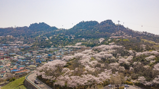 벚꽃이 만발한 목포 유달산 과 사진 속 산 능선 해상케이블카가 바다와 섬 도심을 한눈에 조망할수 있는 빼어난 풍광을 자랑하고 있다/사진=목포시