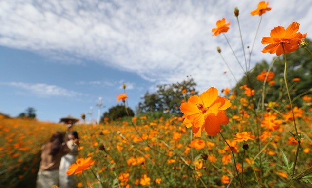 완연한 가을 날씨를 보인 지난 7일 서울 송파구 올림픽공원 들꽃마루에 황화코스모스가 피어 있다.