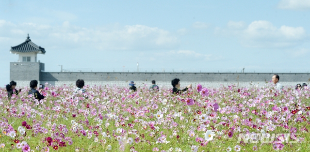 선선한 날씨를 보인 지난 5일 전북 전주시 전주 항공대대 인근에 코스모스가 만개해 있어 가을의 정취를 느끼게 하고 있다.