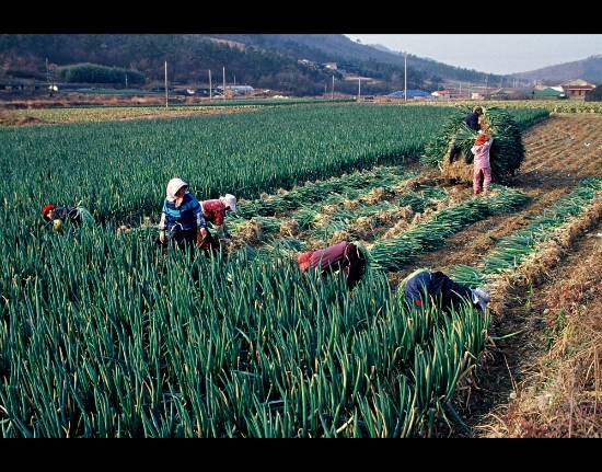 겨울 채소 진도 대파/사진=진도군