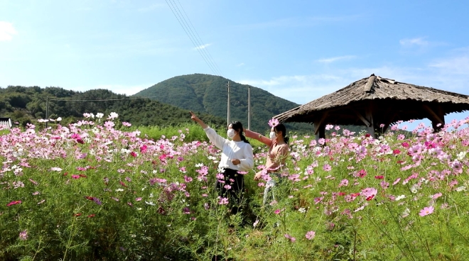 하동 북천 코스모스밭 <사진=하동군 제공>