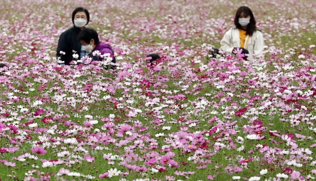 인천의 한 코스모스 꽃밭에서 지난 16일 시민들이 가을의 정취를 만끽하고 있다.