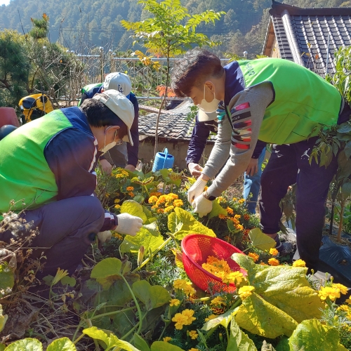 NH농협은행 준법감시부문 임직원들이 경기도 양평군 서종면 농가를 방문하여 일손돕기를 하고 있다.