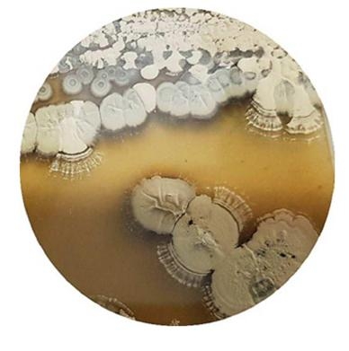 해양퇴적토에서 분리한 미생물 중 해양 방선균(Marine Sterptomyces) 해양방선균 균주 형태