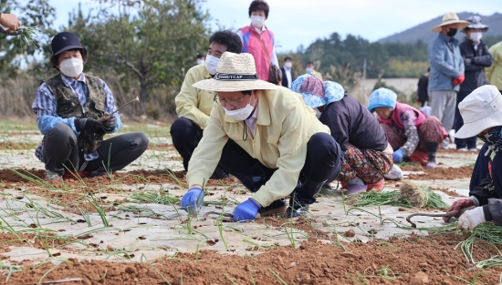 송귀근 고흥군수는 지난 26일 양파 정식이 끝나가는 가을 들녘을 찾아 농촌의 애로사항을 청취하고 양파 식재 작업에 직접 참여하는 등 농업인들과 함께 땀방울을 흘렸다/사진=고흥군