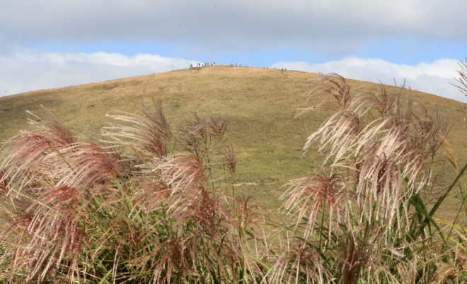 억새 핀 새별오름 <사진=연합뉴스>
