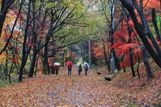 화순군 너릿재 옛길 가을풍경./사진=화순군