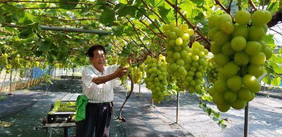 강진군 성전면 샤인머스캣 포도 농장 수확 모습/사진=강진군