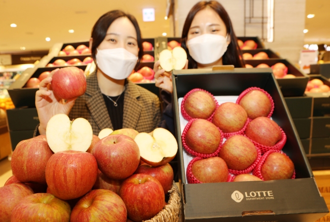 사진은 11월 13일(금), 서울시 중구 소공동에 위치한 롯데백화점 본점에서 모델들이 '서리맞은 부사사과'를 홍보하고있는 모습.