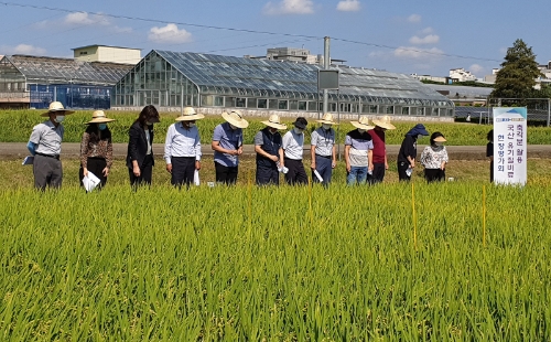 경기도농업기술원이 지난 9월 8일 화성 농기원 벼 유기재배 시험포장에서 경기도친환경농업인연합회와 공공기관 관계자 등이 참석한 가운데 축각분 혼합 국산 '유기질비료' 현장평가회를 개최한 모습. / 사진 =경기도 홈페이지