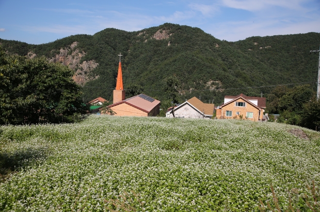 충북 보은 구병마을은 메밀꽃축제로 농촌 고유의 가치인 경관과 공동체를 복원했다