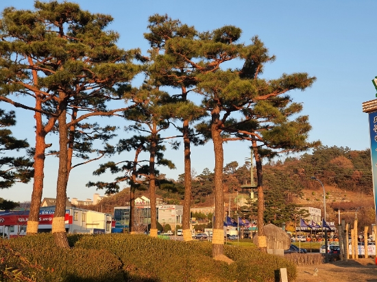 가로화단 월동 준비(녹지대 수목)/사진=순천시