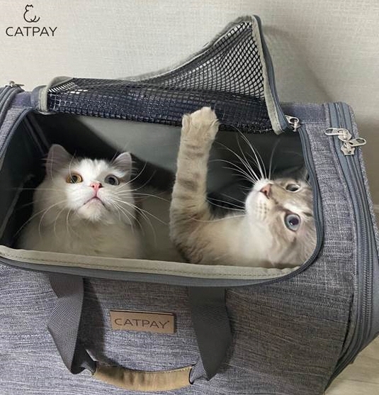 고양이 용품 전문 캣페이, 기분 좋은 외출 선사하는 ‘골골백’ 출시
