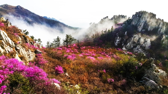 강진군 주작산 진달래 군락지/사진=강진군