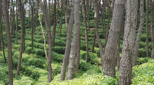 익산시-산림청, 도내 유일 '국립 치유의 숲' 조성