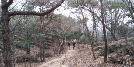 무안군은 생활권 주변 녹지와 주요 관광지에 숲 가꾸기를 실시해 앞으로 무안을 찾는 관광객과 주민들에게 아름다운 볼거리를 제공할 예정이다/사진=무안군