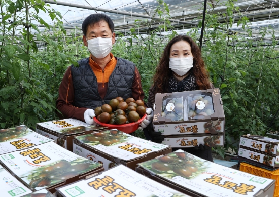 강진군 칠량면 영동리 예진농장에서 최광호 신선영씨 부부가 맛과 영양성분이 월등해 귀족토마토로 불리는 계란만한 크기의 ‘초코볼’ 토마토 수확에 여념이 없다/사진=강진군