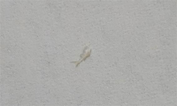 지난 4월 26일 트위터에는 농심 너구리 후레이크에서 벌레가 발견됐다는 주장의 트윗이 게재됐다.