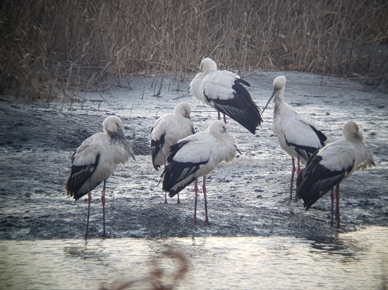 순천만 찾은 세계적인 멸종위기종 황새/사진=순천시