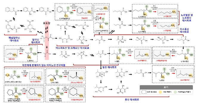 총 12가지 짧은 탄소길이의 일차 아민 생산을 위해 구축된 생합성 경로_CTU / 사진 = KAIST