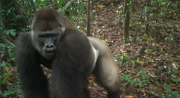 지난달 22일(현지시간) 나이지리아 움베 산맥에 설치한 카메라에 크로스강고릴라 무리가 이동하는 모습이 찍혀 있다.