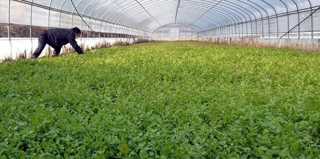 13일 오전 대구 달성군 화원읍의 참 미나리 재배 단지 비닐하우스에서 농민이 한파에도 파릇파릇 잘 자란 미나리를 살펴보고 있다. 150m 지하 암반수로 키운 미나리는 다음 달 중순 본격적인 출하가 이뤄질 예정이다.