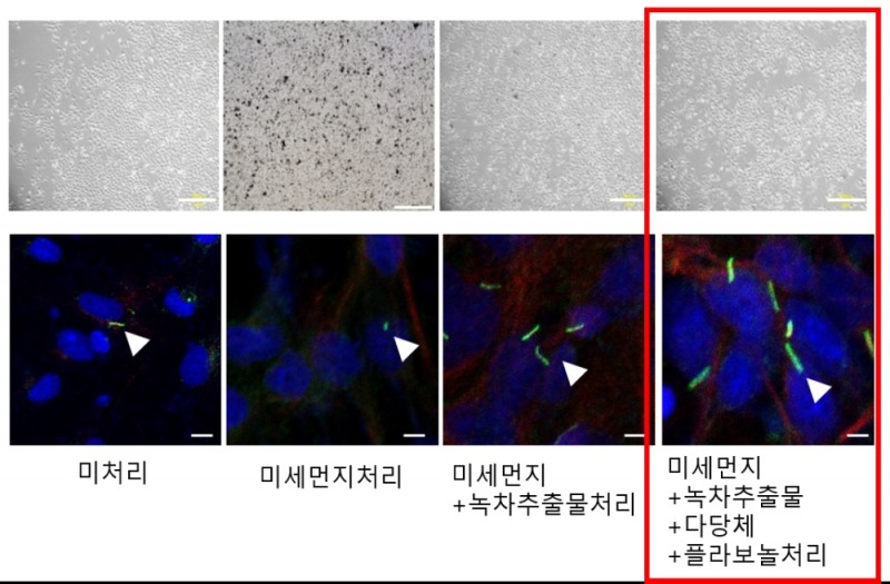 아모레퍼시픽, 녹차 성분 미세먼지 효과 논문 발표