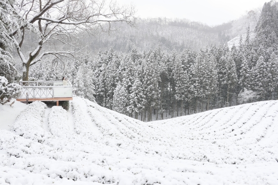 대한다원 계단식 차밭 설경/사진=보성군