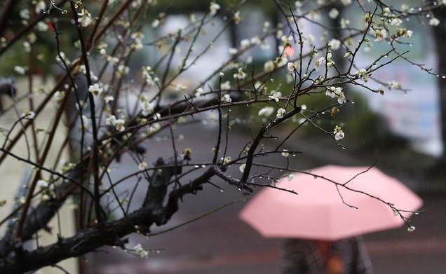 겨울비가 촉촉히 내린 지난달 26일 오후 제주시 연동의 한 거리에 청매화가 활짝 꽃을 피워 시나브로 다가오는 봄기운을 느끼게 한다.