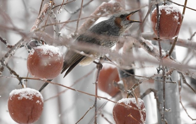 직박구리가 사과를 쪼아 먹고 있다.