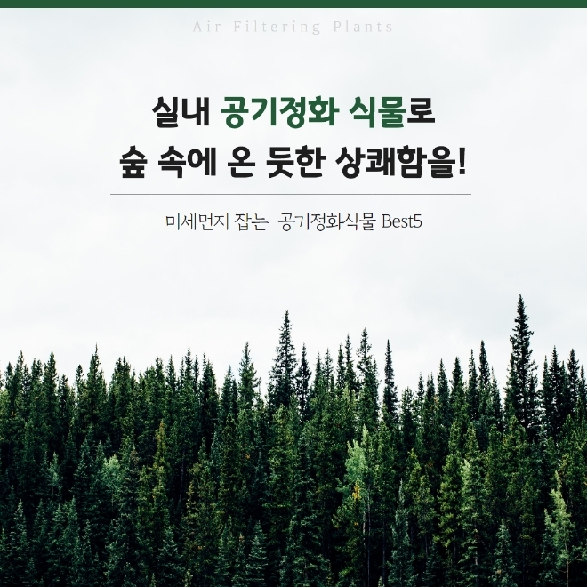 미세먼지 잡는 공기정화식물 BEST 5