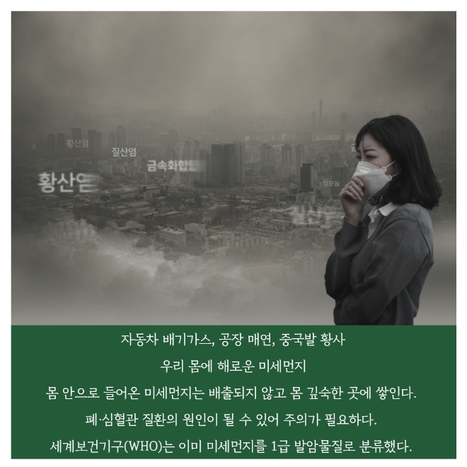 미세먼지 잡는 공기정화식물 BEST 5