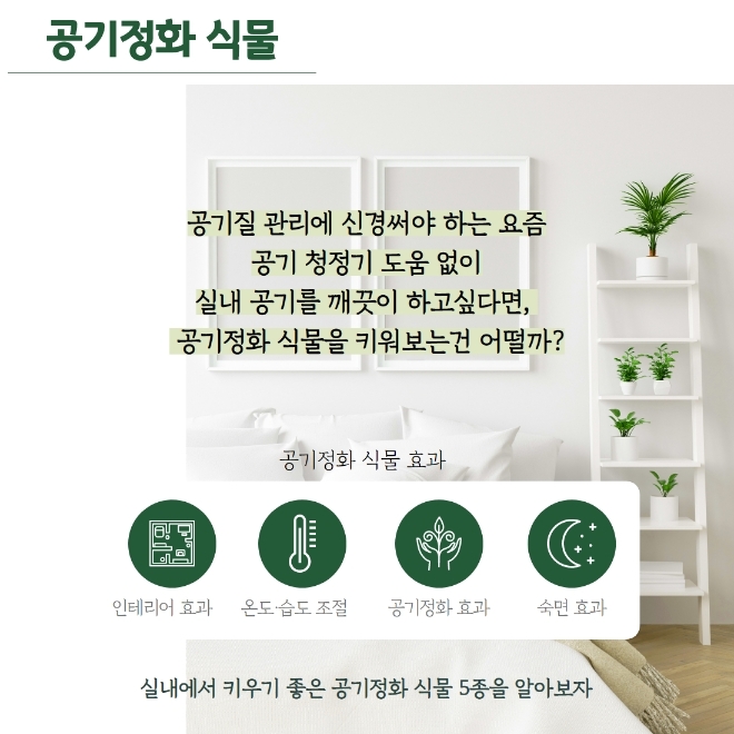 미세먼지 잡는 공기정화식물 BEST 5