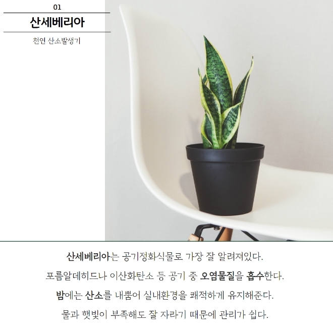 미세먼지 잡는 공기정화식물 BEST 5