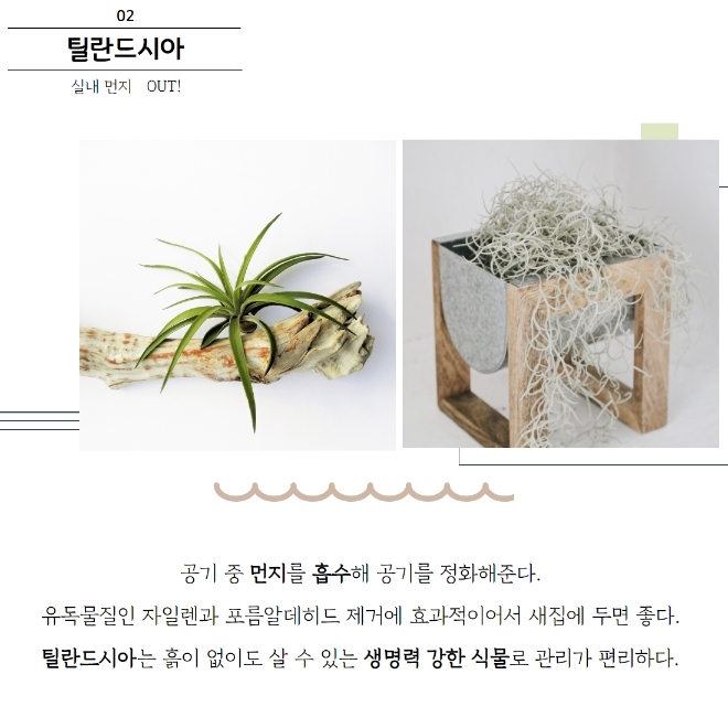 미세먼지 잡는 공기정화식물 BEST 5