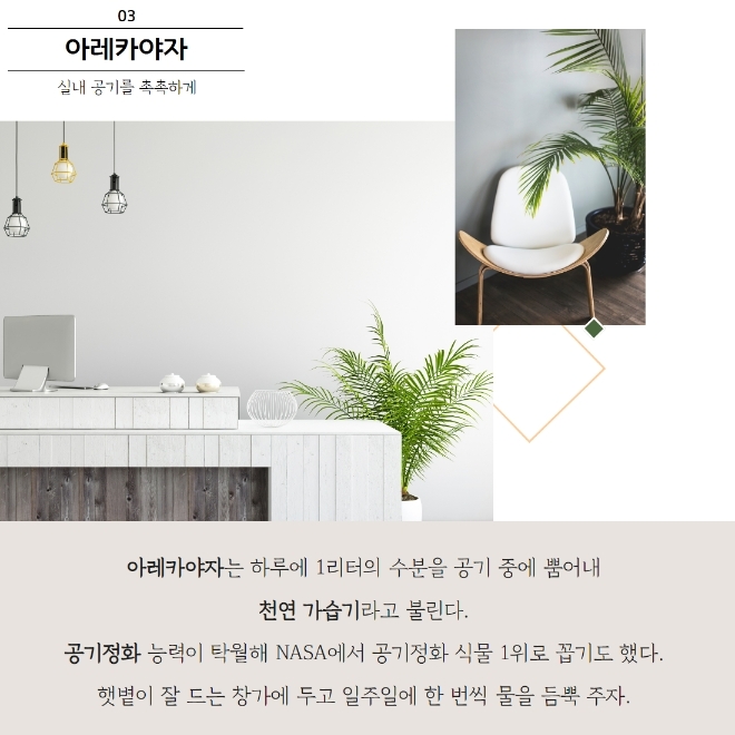 미세먼지 잡는 공기정화식물 BEST 5