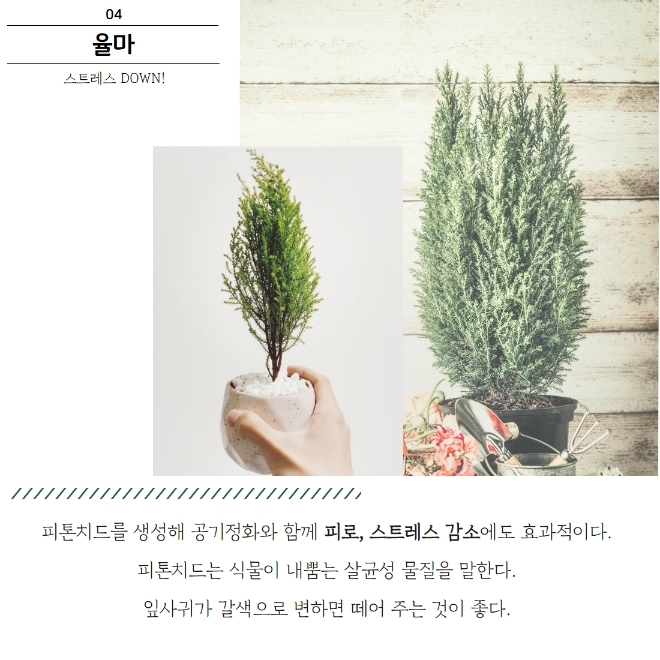 미세먼지 잡는 공기정화식물 BEST 5