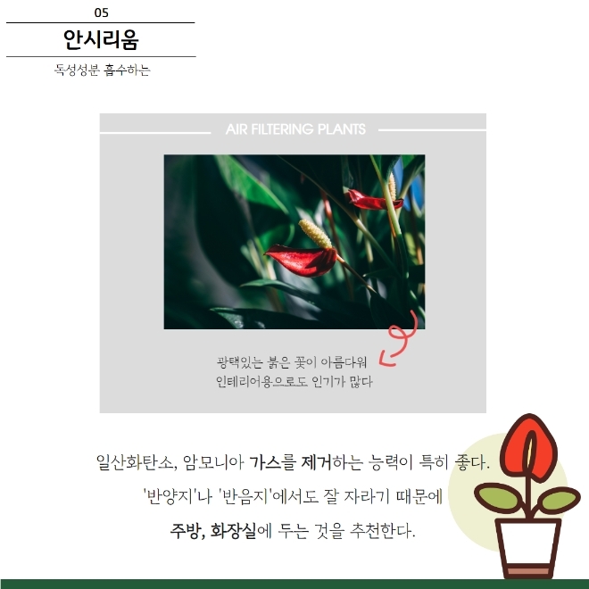 미세먼지 잡는 공기정화식물 BEST 5