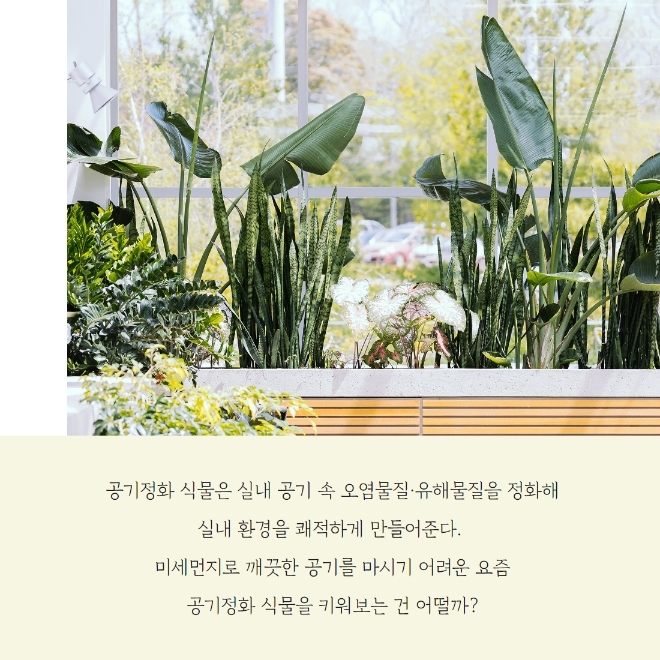 미세먼지 잡는 공기정화식물 BEST 5