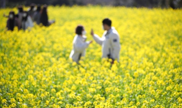 맑은 날씨를 보인 지난 6일 오후 제주 서귀포시 안덕면 산방산 주변으로 노란 유채꽃이 활짝 펴 봄이 다가옴을 느끼게 해준다.
