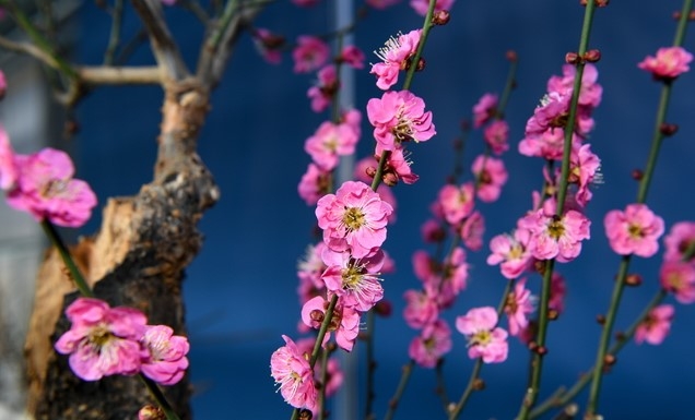입춘인 3일 경북 영주시 선비세상 매화분재원에 매화가 꽃망울을 터뜨렸다. (사진=영주시 제공)