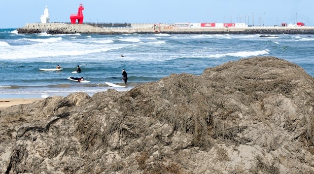 8일 오후 제주시 이호해수욕장에 수거된 중국발 괭생이모자반이 산을 이루고 있다. 제주 해안의 괭생이모자반 유입량은 5913t으로 잠정 집계됐다. 이는 지난해 전체 유입량인 5186t을 넘어선 것이다.